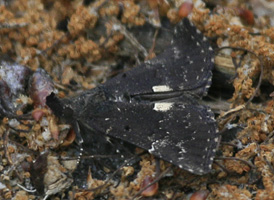 Dimorphic Snout
